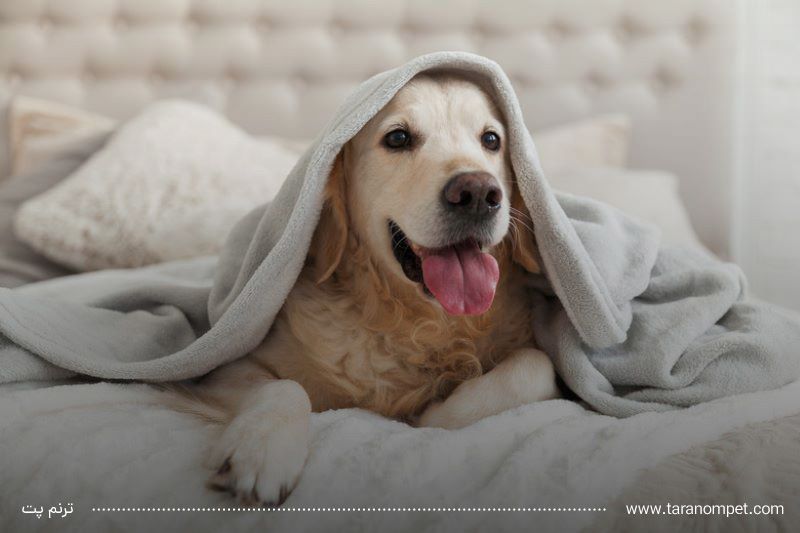 پریود شدن سگ