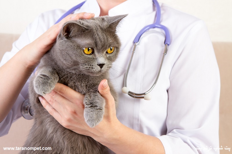 گربه نشانه های بیماری