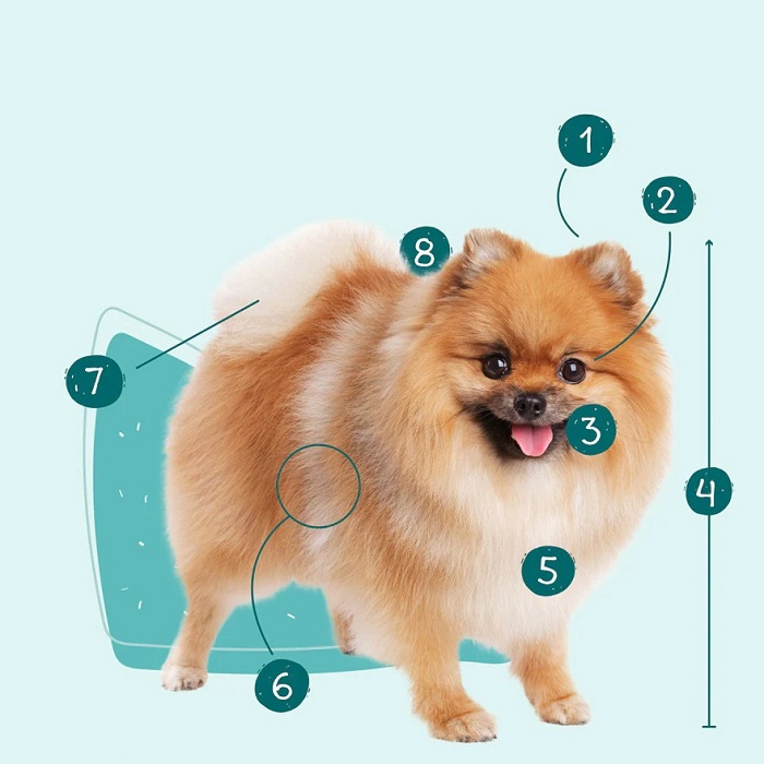 نژاد پامرانین