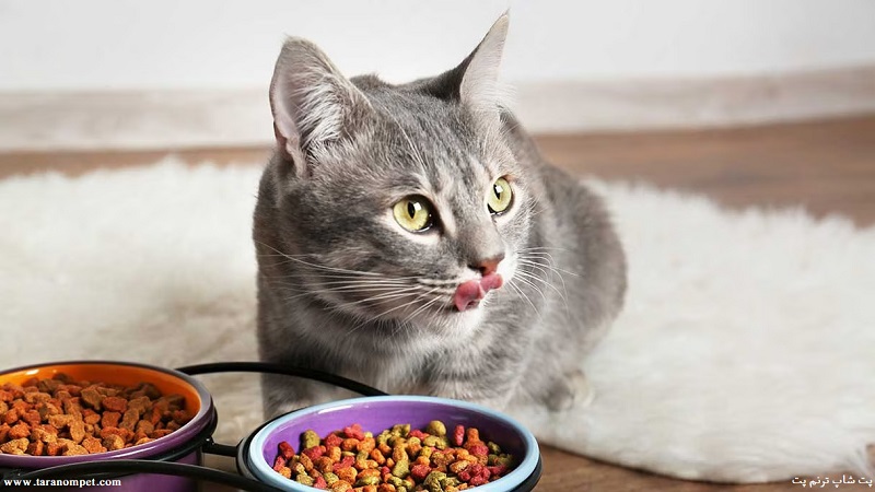 بهترین غذای خشک گربه