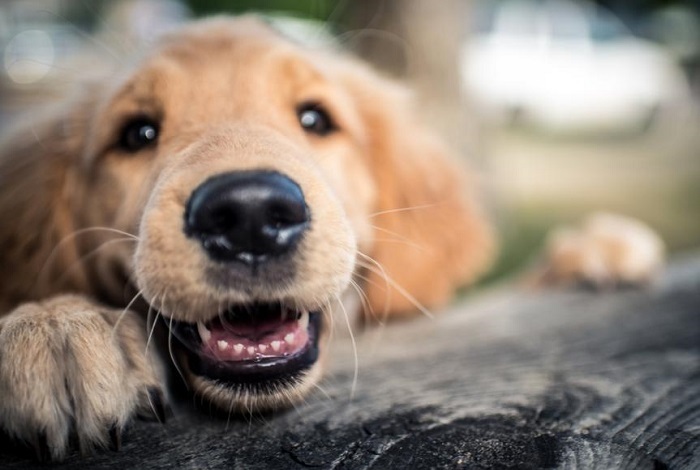 نقش سبیل سگ چیست؟ ❤️