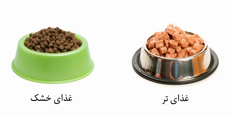 غذای خشک برای گربه بهتر است یا غذای تر؟