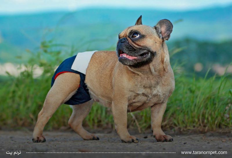 پریود شدن سگ