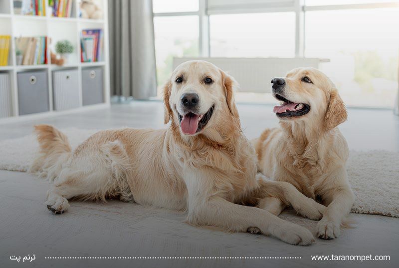 خونریزی سگ ها در پریود