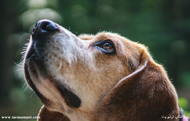 بویایی در سگ
