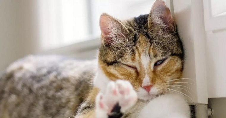 هر آنچه که باید در مورد زبان بدن گربه دلبندتان بدانید ❤️