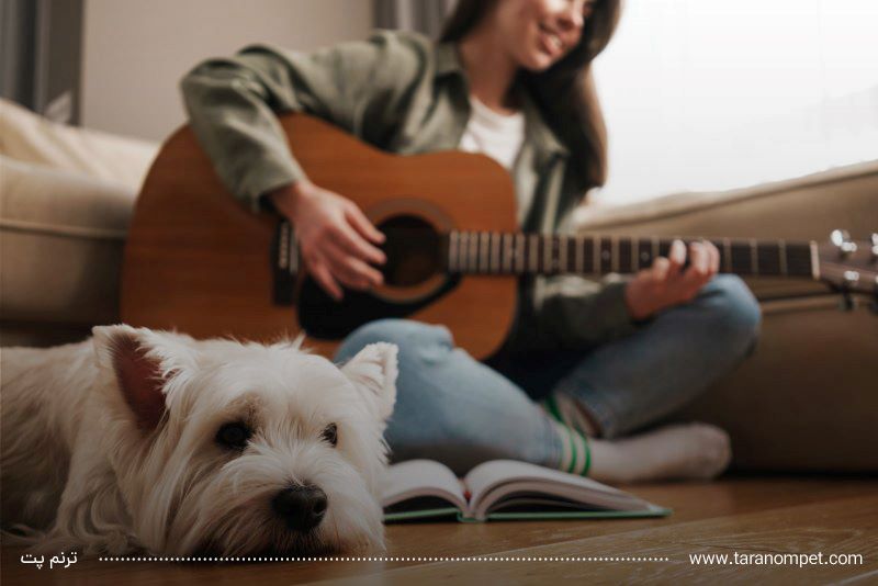 پخش موسیقی برای سگ