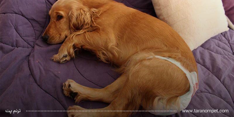 دوره فحلی سگ