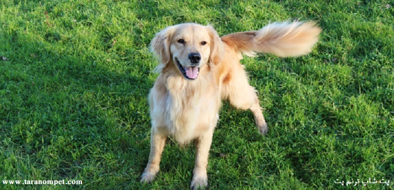 علت تکان دادن دم سگ