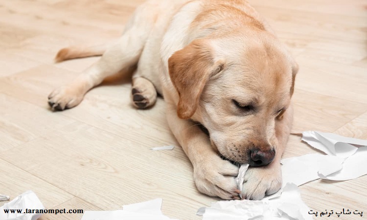 بیماری پیکا