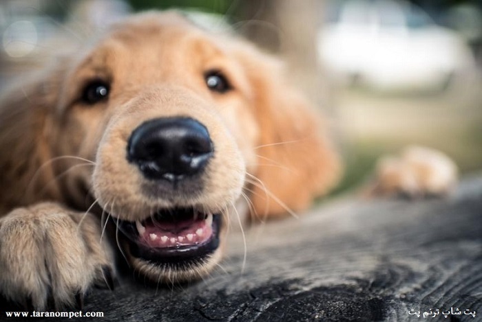 نقش سبیل سگ