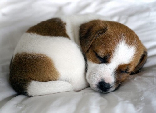 چرا سگ ها قبل از دراز کشیدن دور خود می چرخند؟ ❤️