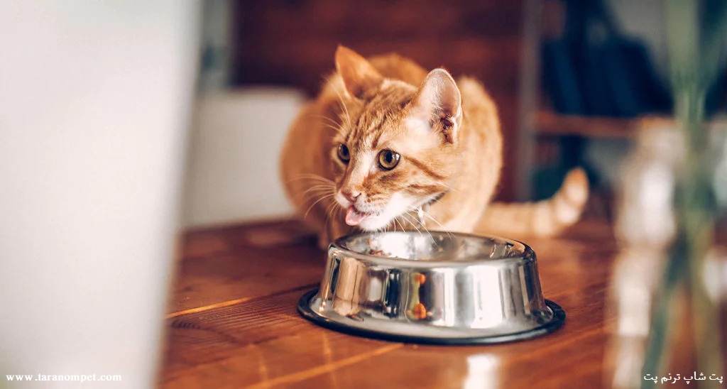 غذای خشک گربه ایرانی