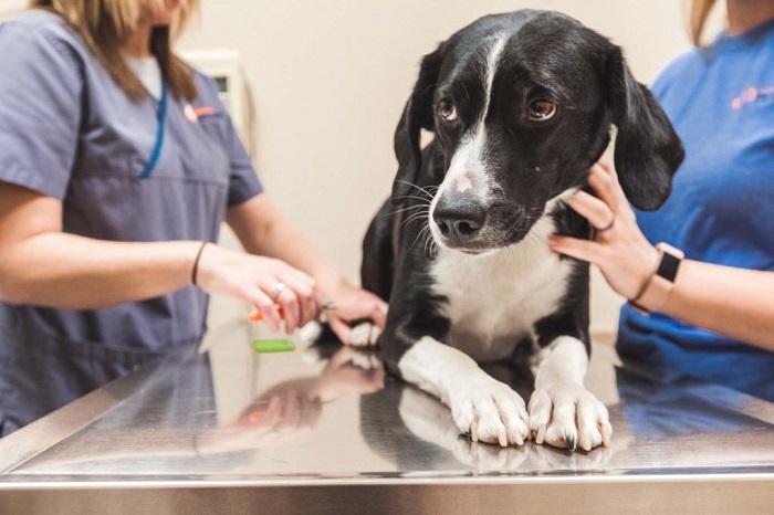 واکسن دیستمپر