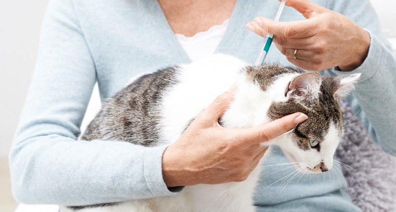 درمان کک گربه