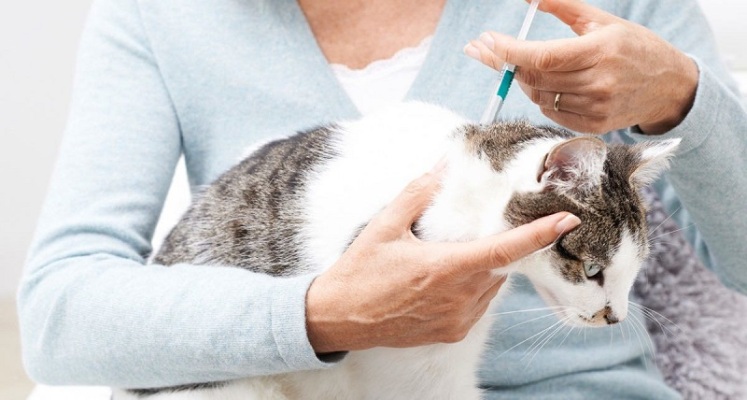 کنترل کک در گربه ❤️