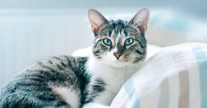 واکسیناسیون برای گربه