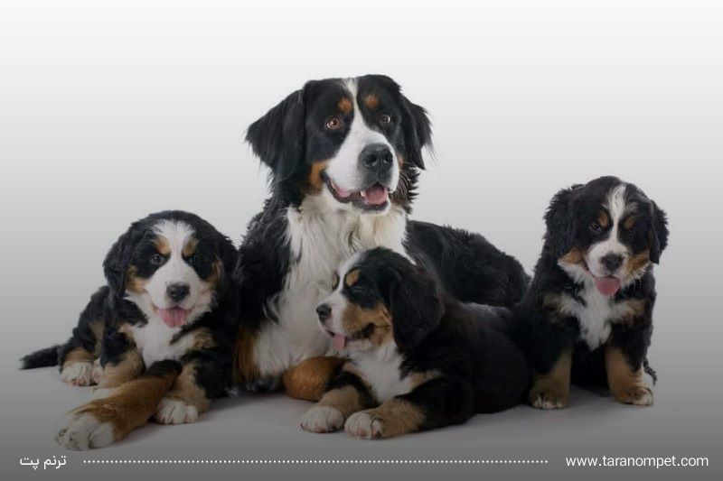 عقیم سازی سگ