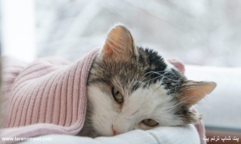 نشانه های بیماری گربه