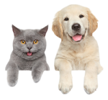 پت شاپ ترنم پت