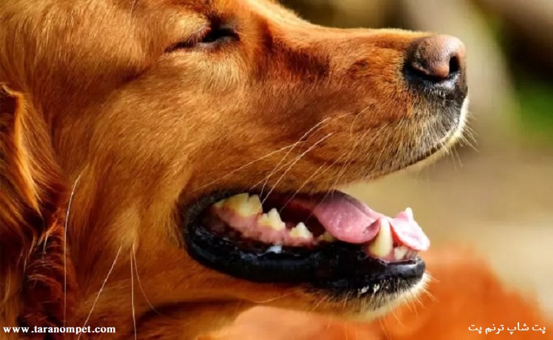 کاربرد سبیل سگ