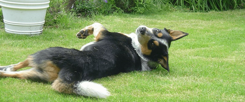 درمان کرم انگلی در سگ