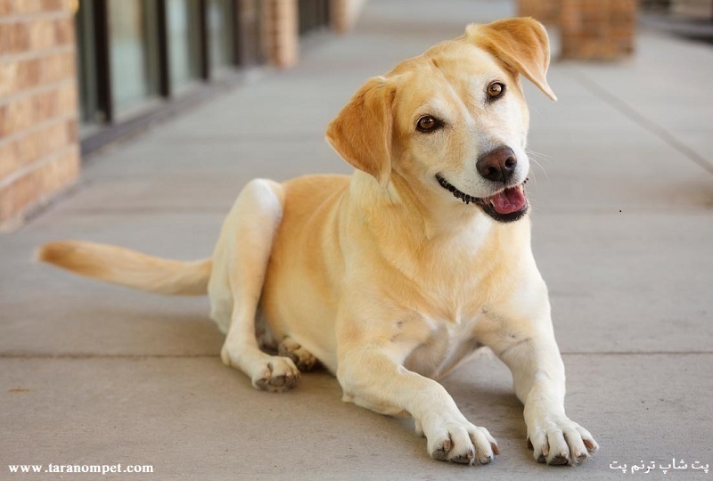 تکان دادن دم سگ نشانه چیست؟