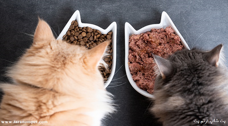 غذای خشک یا غذای تر