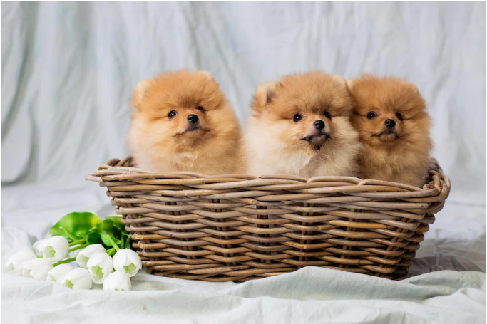 خصوصیات پامرانین