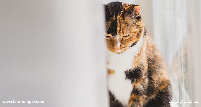نشانه های بیماری در گربه