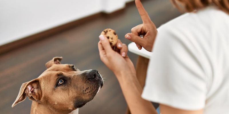 آیا سگ ها می توانند شیرینی بخورند؟