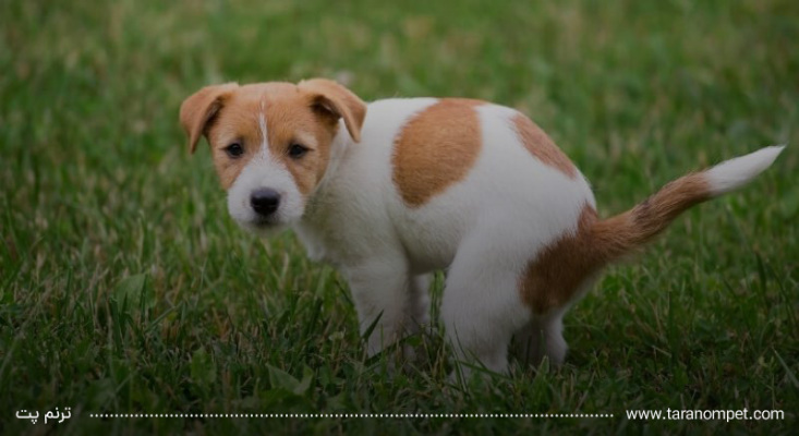 چرا سگ من وقتی دستشویی می کند به من خیره می شود؟ ❤️