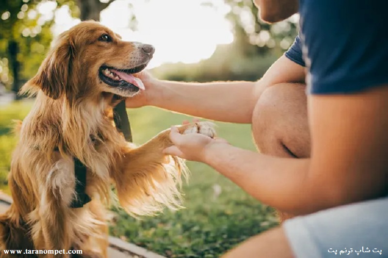 زدن سبیل سگ