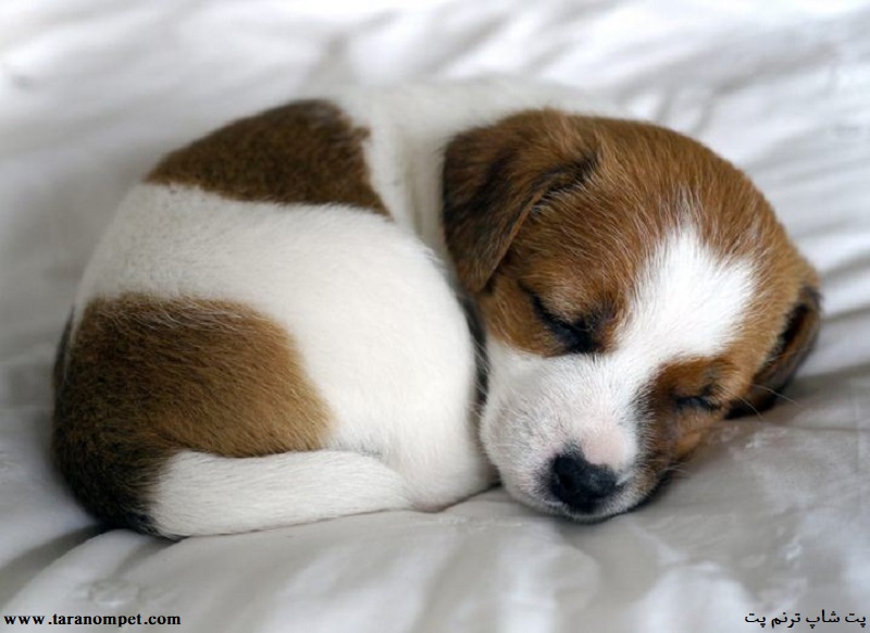 چرا سگ ها دور خودشان می چرخند؟