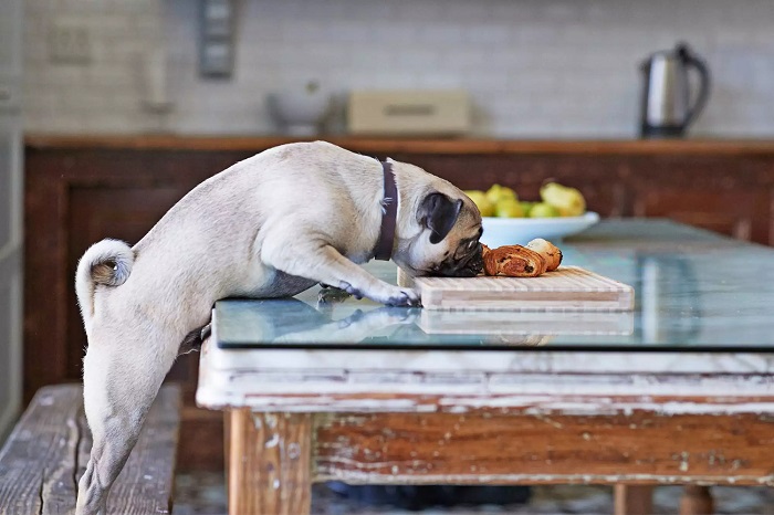 نگهداری از سگ در آپارتمان