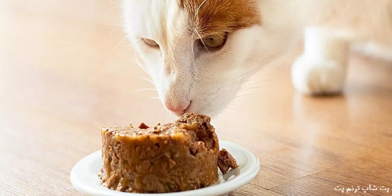 فواید غذای تر گربه