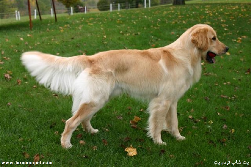 تکان دادن دم سگ به چه معناست